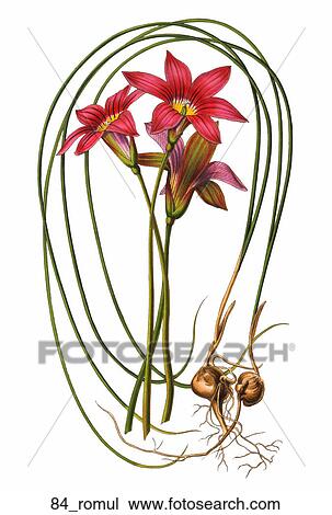 Antique Floral Illustration of Rhomelia Rosea (chromolithograph).,1875 View Large Illustration Drawing - Antique Floral Illustration of Rhomelia Rosea (chromolithograph).,1875. Fotosearch