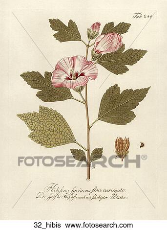 Stock Illustration - Antique Floral Illustration of Rose of Sharon Hibiscus (hand-colored copper engraving).,1792-1804. Fotosearch