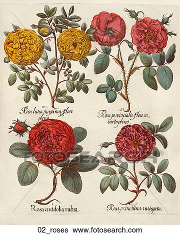Stock Illustration - Antique Floral Illustration of Roses (hand-colored engraving)., c. 1640. Fotosearch