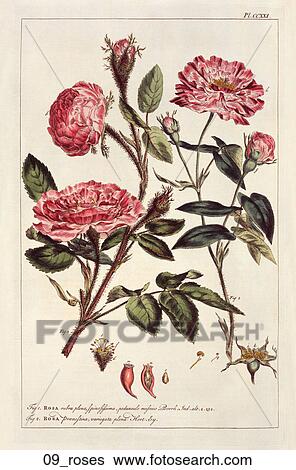 Antique Floral Illustration of Roses (hand-colored engraving)., 1758 View Large Illustration Stock Illustration - Antique Floral Illustration of Roses (hand-colored engraving)., 1758. Fotosearch