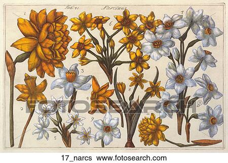 Stock Illustration - Antique Floral Illustration of Daffodils (hand-colored engraving)., 1768. Fotosearch