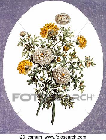 Stock Illustration - Antique Floral Illustration of Chrysanthemums (hand-colored engraving)., 1793. Fotosearch