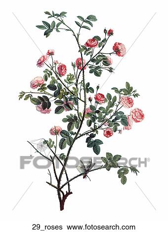 Stock Illustration - Antique Floral Illustration of Miniature Roses (color stipple engraving)., 1804. Fotosearch