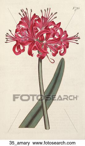 Antique Floral Illustration of Glaucons-Leaved Amaryllis (hand-colored copper engraving)., 1804 View Large Illustration Stock Illustration - Antique Floral Illustration of Glaucons-Leaved Amaryllis (hand-colored copper engraving)., 1804. Fotosearch