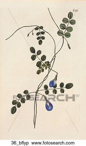 Stock Illustration - Antique Floral Illustration of Hooded-Flower Clitoria or Butterfly Pea (hand-colored copper engraving)., 1819. Fotosearch