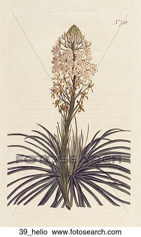 Stock Illustration - Antique Floral Illustration of Grass-Leaved Helionas (hand-colored copper engraving)., 1804. Fotosearch