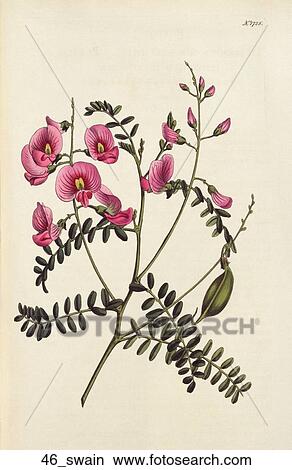 Stock Illustration - Antique Floral Illustration of Purple-Flowered Swainsona (hand-colored copper engraving)., 1815. Fotosearch