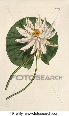 Antique Floral Illustration of Sweet-Scented Waterlily (hand-colored copper engraving)., 1805 View Large Illustration Stock Illustration - Antique Floral Illustration of Sweet-Scented Waterlily (hand-colored copper engraving)., 1805. Fotosearch