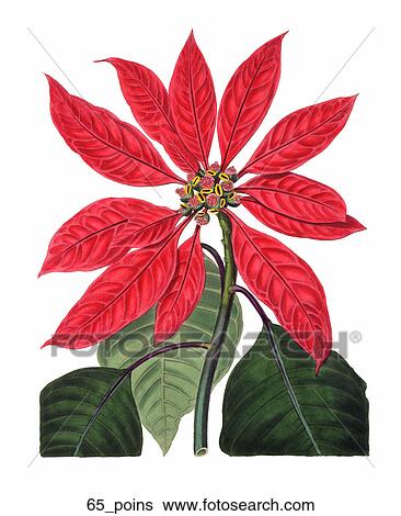 Antique Floral Illustration of Poinsettia (hand-colored engraving)., 1837 View Large Illustration Stock Illustration - Antique Floral Illustration of Poinsettia (hand-colored engraving)., 1837. Fotosearch