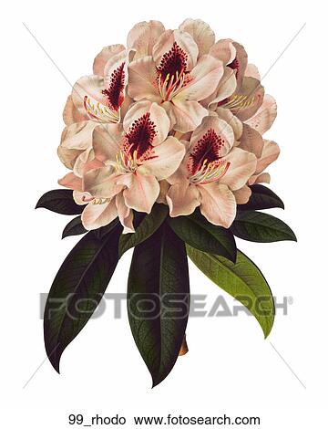 Stock Illustration - Antique Floral Illustration of Rhododendron (chromolithograph)., 1873. Fotosearch