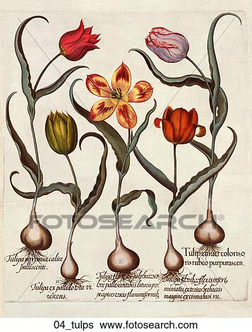 Stock Illustration - Antique Floral Illustration of Tulips (hand-colored engraving)., c. 1640. Fotosearch