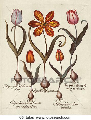 Stock Illustration - Antique Floral Illustration of Tulips (hand-colored engraving)., c. 1640. Fotosearch