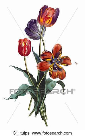 Stock Illustration - Antique Floral Illustration of Tulips (color stipple engraving)., 1804. Fotosearch