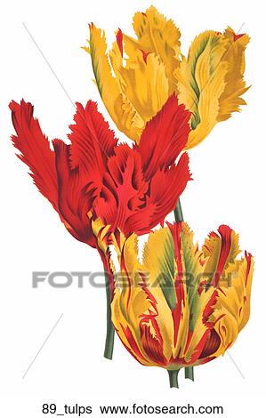 Antique Floral Illustration of Tulips (chromolithograph)., 1875 View Large Illustration Stock Illustration - Antique Floral Illustration of Tulips (chromolithograph)., 1875. Fotosearch