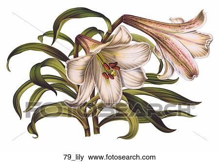 Antique Floral Illustration of White Lily (chromolithograph)., 1854 View Large Illustration Stock Illustration - Antique Floral Illustration of White Lily (chromolithograph)., 1854. Fotosearch