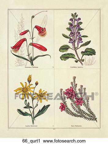 Antique Illustration of Four Flowers: Beard Tongue, Skullcap, Heath, Daisy (hand-colored engraving)., 1842 View Large Illustration Clip Art - Antique Illustration of Four Flowers: Beard Tongue, Skullcap, Heath, Daisy (hand-colored engraving)., 1842. Fotosearch