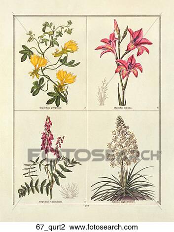 Drawing - Antique Illustration of Four Flowers: Canary Bird Flower, Baby Gladiolas, Turkey Beard, Western Sweet Vetch (hand-colored engraving)., 1842. Fotosearch