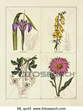 Antique Illustration of Four Flowers: Iris, Yellow Foxglove, Cornflower, Anemone Clemantis (hand-colored engraving)., 1842 View Large Illustration Drawing - Antique Illustration of Four Flowers: Iris, Yellow Foxglove, Cornflower, Anemone Clemantis (hand-colored engraving)., 1842. Fotosearch
