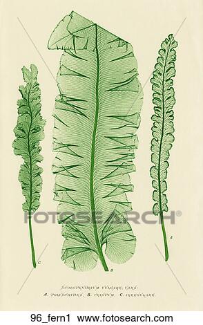 骨董品 植物 イラスト の シカ舌 シダ Nature Printed １８５９ クリップアート 96 Fern1 Fotosearch