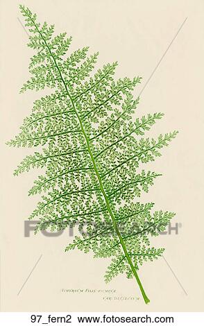 骨董品 植物 イラスト の 女性シダ Nature Printed １８５９ スケッチ 97 Fern2 Fotosearch