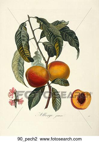 Drawing - Antique Botanical Illustration of a Peach Tree (color printed and hand-finished stipple engraving)., 1846. Fotosearch