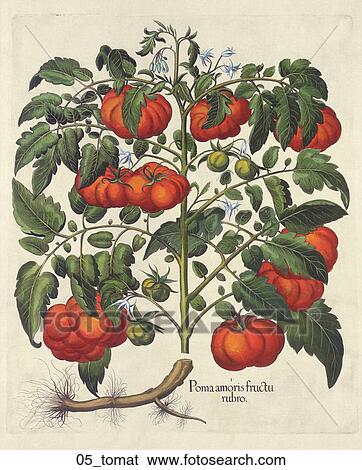 Stock Illustration - Antique Botanical Illustration of a Tomato vine (hand-colored copper engraving)., c. 1640. Fotosearch