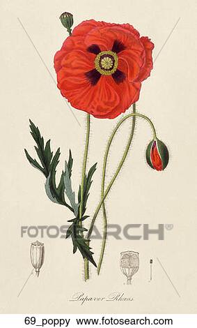 Antique Botanical Illustration of a Field Poppy (hand-colored engraving)., 1836 View Large Illustration Stock Illustration - Antique Botanical Illustration of a Field Poppy (hand-colored engraving)., 1836. Fotosearch
