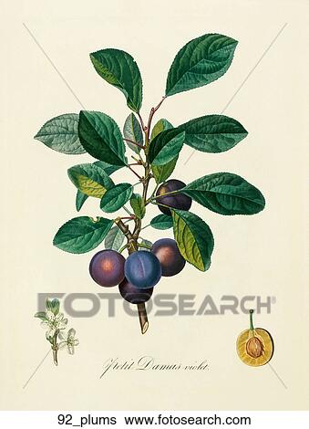 Antique Botanical Illustration of a Plum (color printed and hand-finished stipple engraving)., 1846 View Large Illustration Stock Illustration - Antique Botanical Illustration of a Plum (color printed and hand-finished stipple engraving)., 1846. Fotosearch