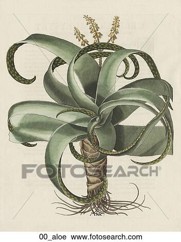 Antique Botanical Illustration of Aloe plant (hand-colored copper engraving)., c. 1640 View Large Illustration Clip Art - Antique Botanical Illustration of Aloe plant (hand-colored copper engraving)., c. 1640. Fotosearch