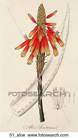 Clip Art - Antique Botanical Illustration of Aloe (hand-colored engraving)., 1836. Fotosearch