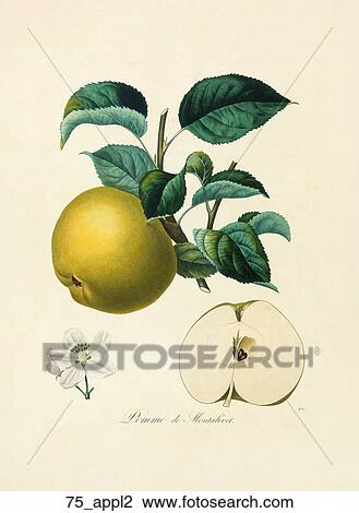 Drawing - Antique Botanical Illustration of an Apple (color printed and hand-finished stipple engraving)., 1846. Fotosearch