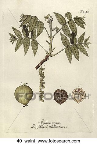 Stock Illustration - Antique Botanical Illustration of Black Walnut (hand-colored copper engraving)., 1792-1804. Fotosearch