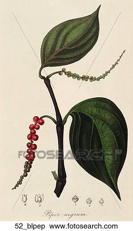 Antique Botanical Illustration of Black Pepper (hand-colored engraving)., 1836 View Large Illustration Stock Illustration - Antique Botanical Illustration of Black Pepper (hand-colored engraving)., 1836. Fotosearch