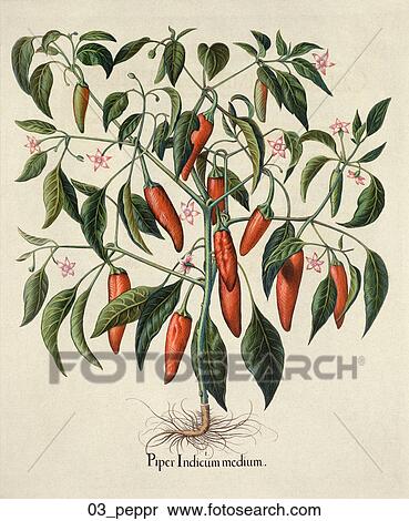 Stock Illustration - Antique Botanical Illustration of Chile Peppers (hand-colored copper engraving)., c. 1640. Fotosearch