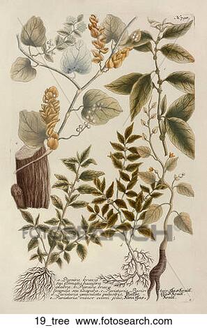 Clip Art - Antique Botanical Illustration of Pareira Tree Branches (color printed and hand-finished engraving)., 1737-45. Fotosearch