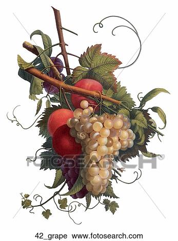 Clip Art - Antique Botanical Illustration of Grapes (hand-colored stipple engraving)., 1804. Fotosearch