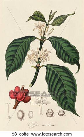 Clip Art - Antique Botanical Illustration of Coffee (hand-colored engraving)., 1836. Fotosearch