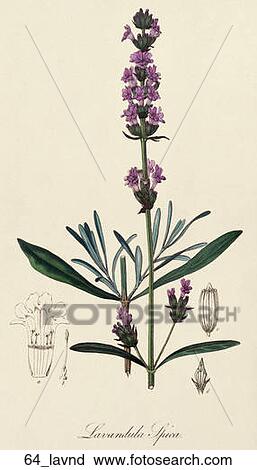 Antique Botanical Illustration of Lavender (hand-colored engraving).,1836 View Large Illustration Clip Art - Antique Botanical Illustration of Lavender (hand-colored engraving).,1836. Fotosearch