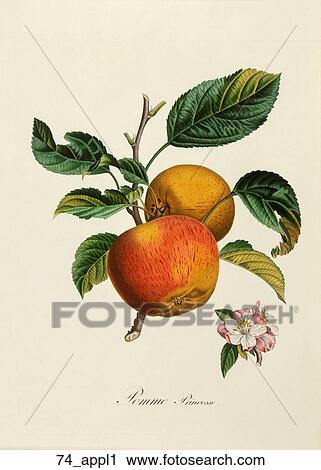 Clip Art - Antique Botanical Illustration of Apples (color printed and hand-finished stipple engraving)., 1846. Fotosearch