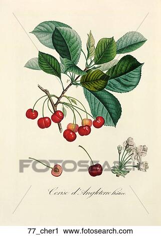 Clip Art - Antique Botanical Illustration of Cherries (color printed and hand-finished stipple engraving)., 1846. Fotosearch
