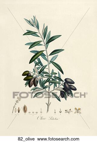 Antique Botanical Illustration of Olives (color printed and hand-finished stipple engraving).,1846 View Large Illustration Clip Art - Antique Botanical Illustration of Olives (color printed and hand-finished stipple engraving).,1846. Fotosearch