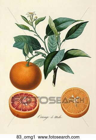 Clip Art - Antique Botanical Illustration of Orange Tree (color printed and hand-finished stipple engraving)., 1846. Fotosearch