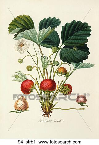 Clip Art - Antique Botanical Illustration of Strawberries (color printed and hand-finished stipple engraving)., 1846. Fotosearch