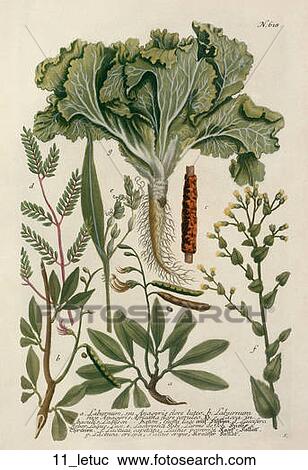 Antique Botanical Illustration of Lettuce (color printed and hand-finished engraving)., 1737-45 View Large Illustration Clipart - Antique Botanical Illustration of Lettuce (color printed and hand-finished engraving)., 1737-45. Fotosearch