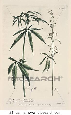 Clipart - Antique Botanical Illustration of Cannabis (hand-colored copper engraving)., 1756. Fotosearch