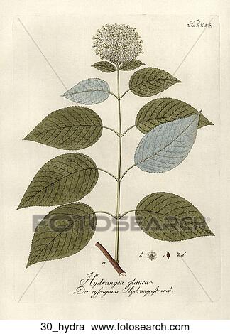 Clipart - Antique Botanical Illustration of Hydrangea (hand-colored copper engraving)., 1792-1804. Fotosearch