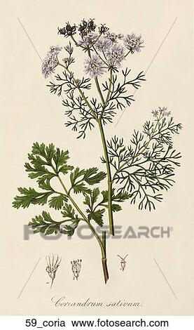 Clipart - Antique Botanical Illustration of Coriander (hand-colored engraving)., 1836. Fotosearch