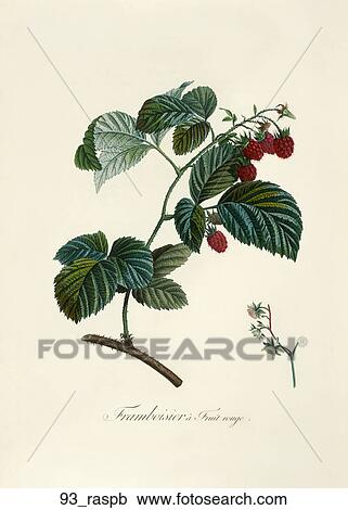 Clipart - Antique Botanical Illustration of Raspberries (color printed and hand-finished stipple engraving)., 1846. Fotosearch