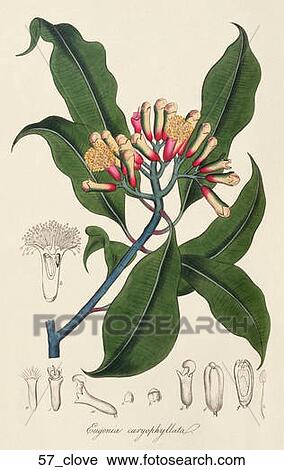 Clip Art - Antique Botanical Illustration of Clove tree (hand-colored engraving).,1836. Fotosearch