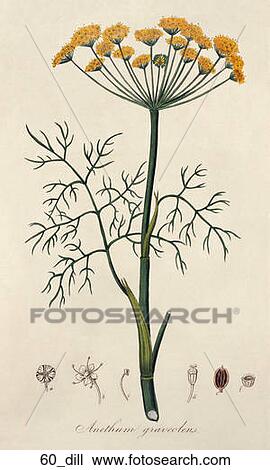 Antique Botanical Illustration of Dill (hand-colored engraving)., 1836 View Large Illustration Drawing - Antique Botanical Illustration of Dill (hand-colored engraving)., 1836. Fotosearch